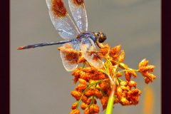 Pretty Dragon - 18" x 21" - YR 2022