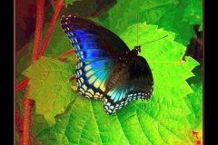 Red-Spotted Purple – 14” x 17” – YR 2020