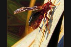 Red Wasp on Frond - 10" x 11" - YR 2020