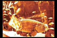 Reflected Awe - 22" x 16" - YR 2022