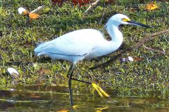 River Egret - 20"x20" - YR 2023