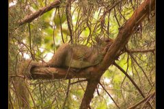 Safe Haven - 20" x 16" - YR 2022