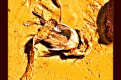 Scavenged - 16" x 19" - YR 2022