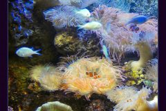Sea Anemones at Atlanta Aquarium – 22” x 22” – YR 2022
