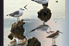 Six Birds at Lighthouse Pond - 20" x 21" - YR 2025