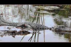 Snoozing Gator – 36” x 15” – YR 2019