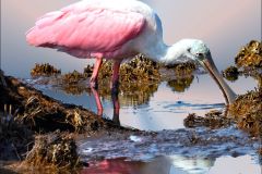 Spoonbill Reflection - 20" x 16" - YR 2024