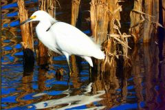 Stalking Egret – 18” x 18” – YR 2020