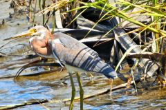 Tricolor Heron Posing - 16" x 17" - YR 2022