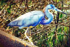 Tricolor Heron on Culvert – 20” x 16” – YR 2020