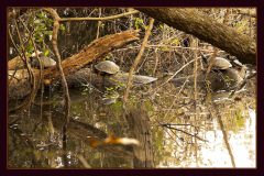 Turtle Haven – 36” x 24” – YR 2022