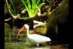 Wacissa Ibis - 16" x 20" - YR 2026