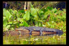 Wacissa River Gator - 24" x 17" - YR 2022