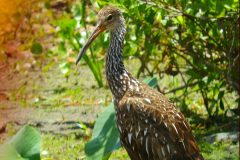 Walking Limpkin – 16” x 20” – YR 2021