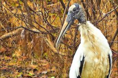 Wood Stork – 20” x 24” – YR 2021