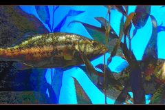 Kelp Bass, Atlanta Aquarium – 21” x 11” – 2018
