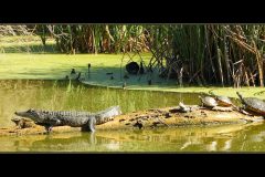 Snapping Order – 23” x 10” – YR 2021