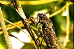 Cicada with Ant - 14" x 18" - YR 2022