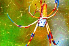 Golden Orb Web Weaver – 12” x 16” – YR 2021