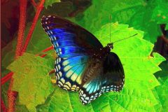 Red-Spotted Purple – 14” x 17” – YR 2020