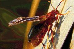 Red Wasp on Frond - 10" x 11" - YR 2020