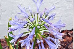 Agapanthus in Bloom - 18" x 24" - YR 2025