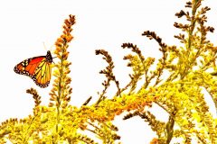 Goldenrod Attraction – 22” x 17” – YR 2022