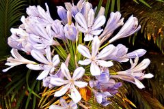 Lavender Bouquet - 18" x 20" - YR 2022