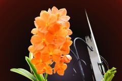 Orange Orchid - 16" x 20" - YR 2025