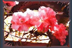 Pink Azaela Too - 16" x 12" - YR 2022