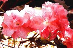 Pink Azalea - 22" x 16" - YR 2022