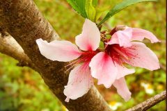 Pink Blossom – 14” x 17” – YR 2021