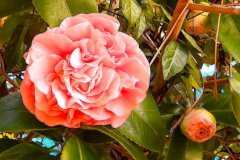 Pink Camelia – 29” x 26” – YR 2022