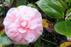 Pink with Leaves – 28” x 14” – YR 2019