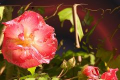 Rose of Sharon Number 1 - 18" x 15" - YR 2022