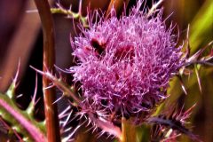 Thistle Bloom – 20” x 16” – YR 2021