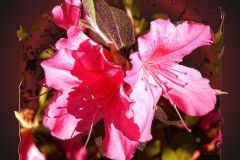 Vivid Azaela Too - 16" x 19" - YR 2022