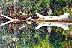 Cypress Log Reflection - 28" x 18" - YR 2024