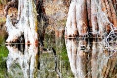 Cypress Reflections - 16" x 20" - YR 2024