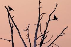 Doves at Dusk - 20" x 20" - YR 2025
