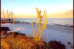 Golden Sea Oats (on canvas) - 24" x 30 x 3"" - YR 2023