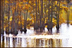 Lake Lafayette Bird Roost - 26" x 16" - YR 2022