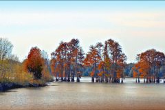 Lake Lafayette Cypress - 32" x 17" - YR 2022