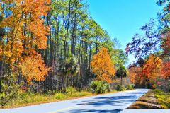 Lighthouse Road - St Marks NWR - 26" x 19" - YR 2024