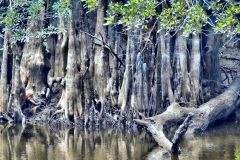 Porter Lake Cypress Knees - 28" x 14" - YR 2022