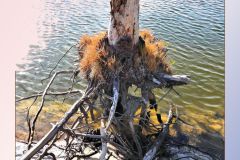 Skipper Creek Stump - 16" x 21" - YR 2025