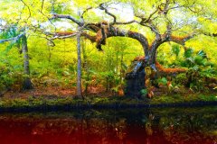 Steinhatchee River Survival Oak – 28” x 16” – YR 2021