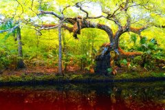 Steinhatchee River Survival Oak – 28” x 16” – YR 2021