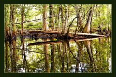 Tangled Riverbank Reflection - 24" x 16" - YR 2025
