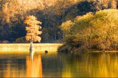 Tree Egret - 20" x 14" - YR 2022